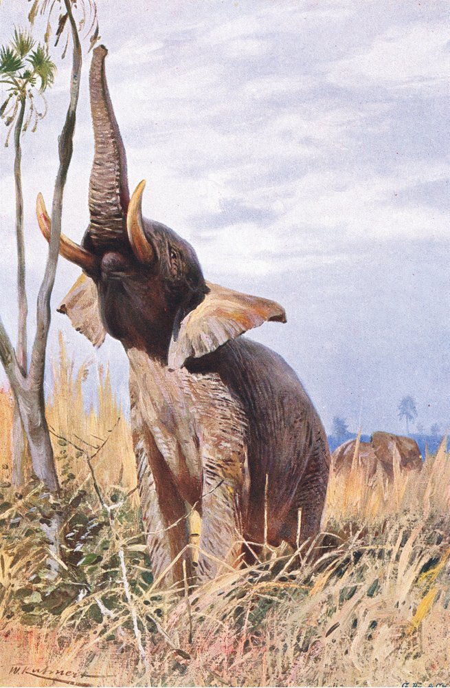 African Elephant, illustration from Wildlife of the World, c. 1910 by Wilhelm Kuhnert