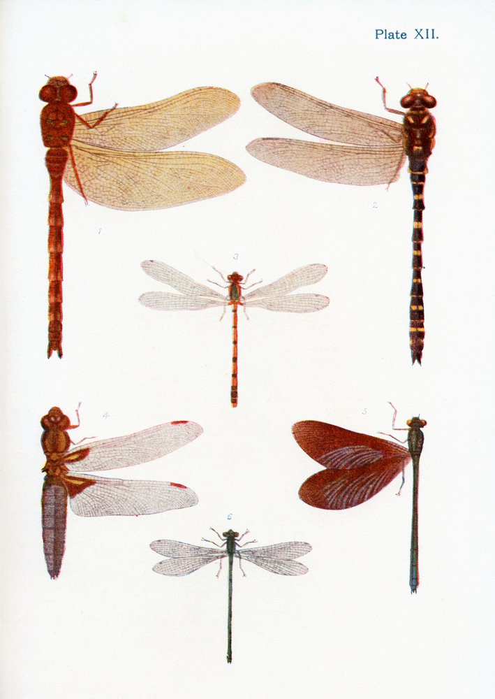 Different types of Dragonflies, illustration from the book Butterflies ...