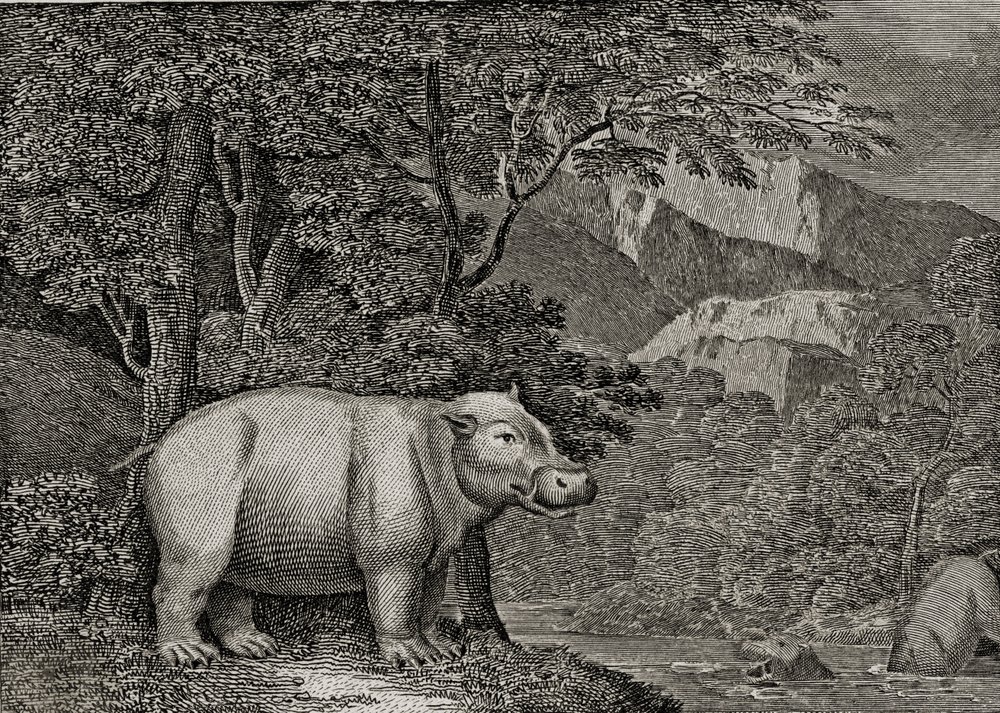 The Hippopotamus of the Cape of Good Hope, published in 
