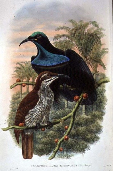 Ptiloris Magnificus, Gewehrvogel des Paradieses