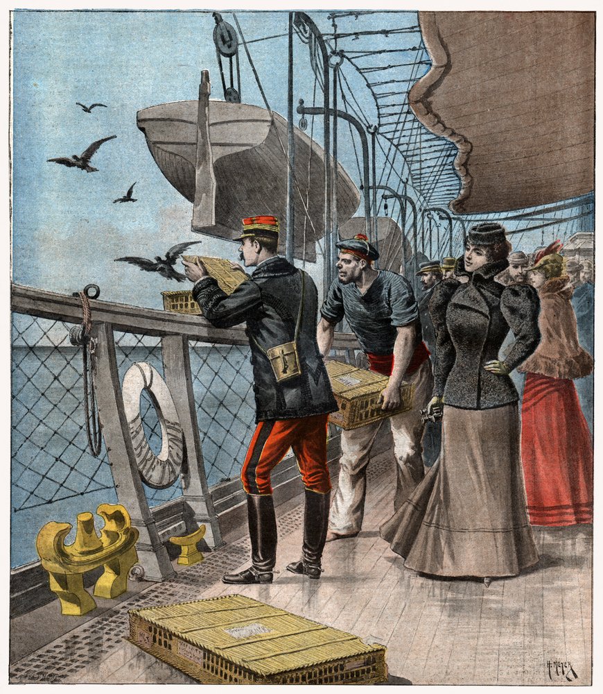 Homing Pigeons Experiences by . .