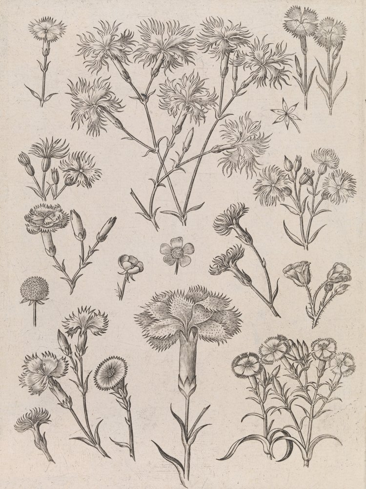 Daffodils by Adriaen Collaert