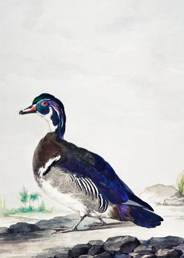 A Duck by Aert Schouman