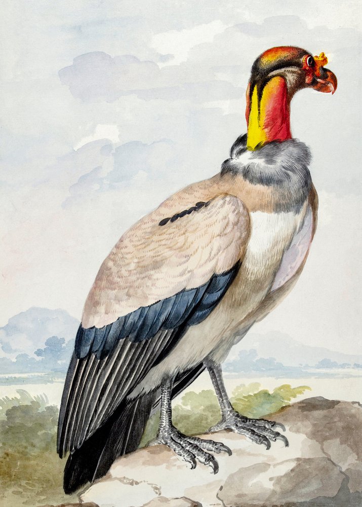 Stone Curlew by Aert Schouman