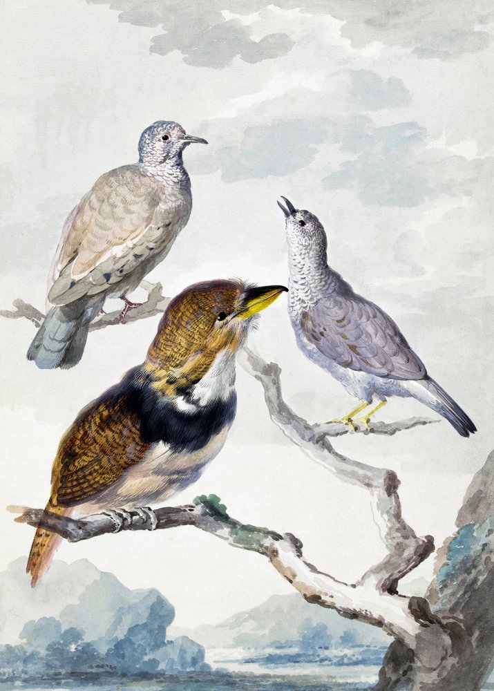 Three Birds, Two Inca Pigeons and a Collared Bearded Cuckoo by Aert Schouman