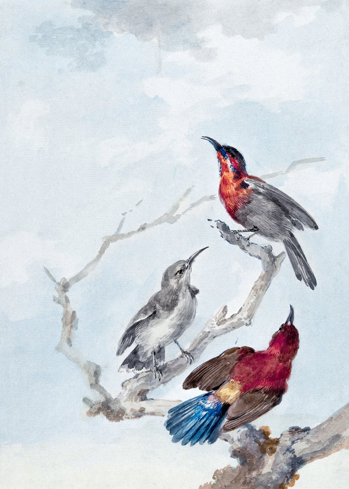 Three Crimson Sunbirds by Aert Schouman