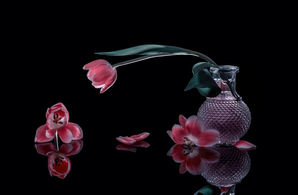 Elegant Pink Tulips by Alice Sheng