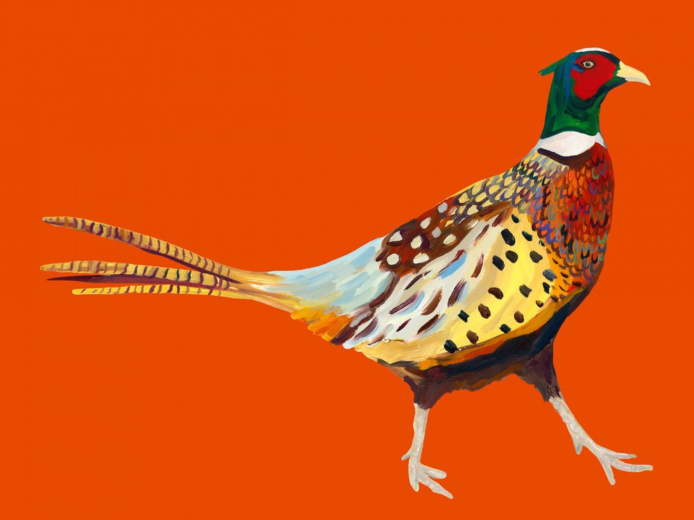 Colorful Walking Pheasant by Alice Straker