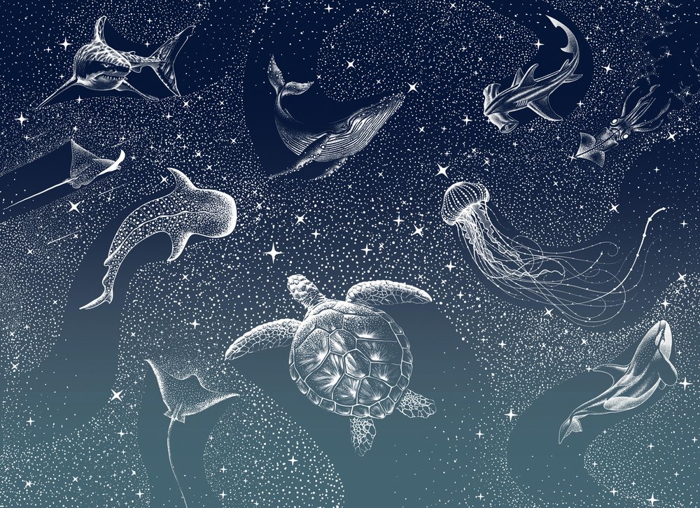 Celestial Marine Life by Alirıza ÇAKIR