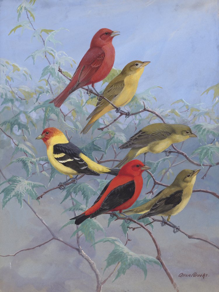 Tanagers by Allan Brooks by Allan Brooks