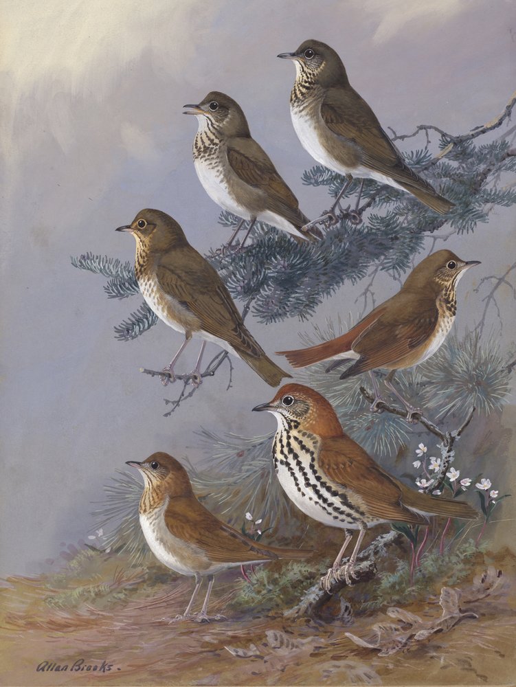 Thrush by Allan Brooks by Allan Brooks