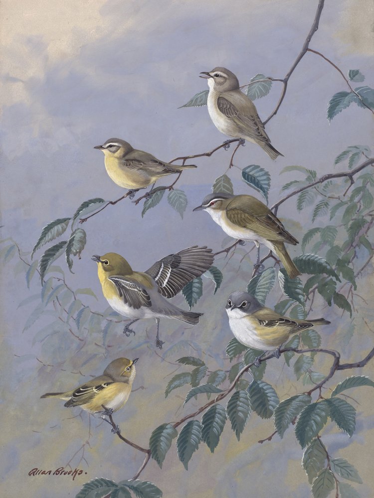Vireos by Allan Brooks by Allan Brooks