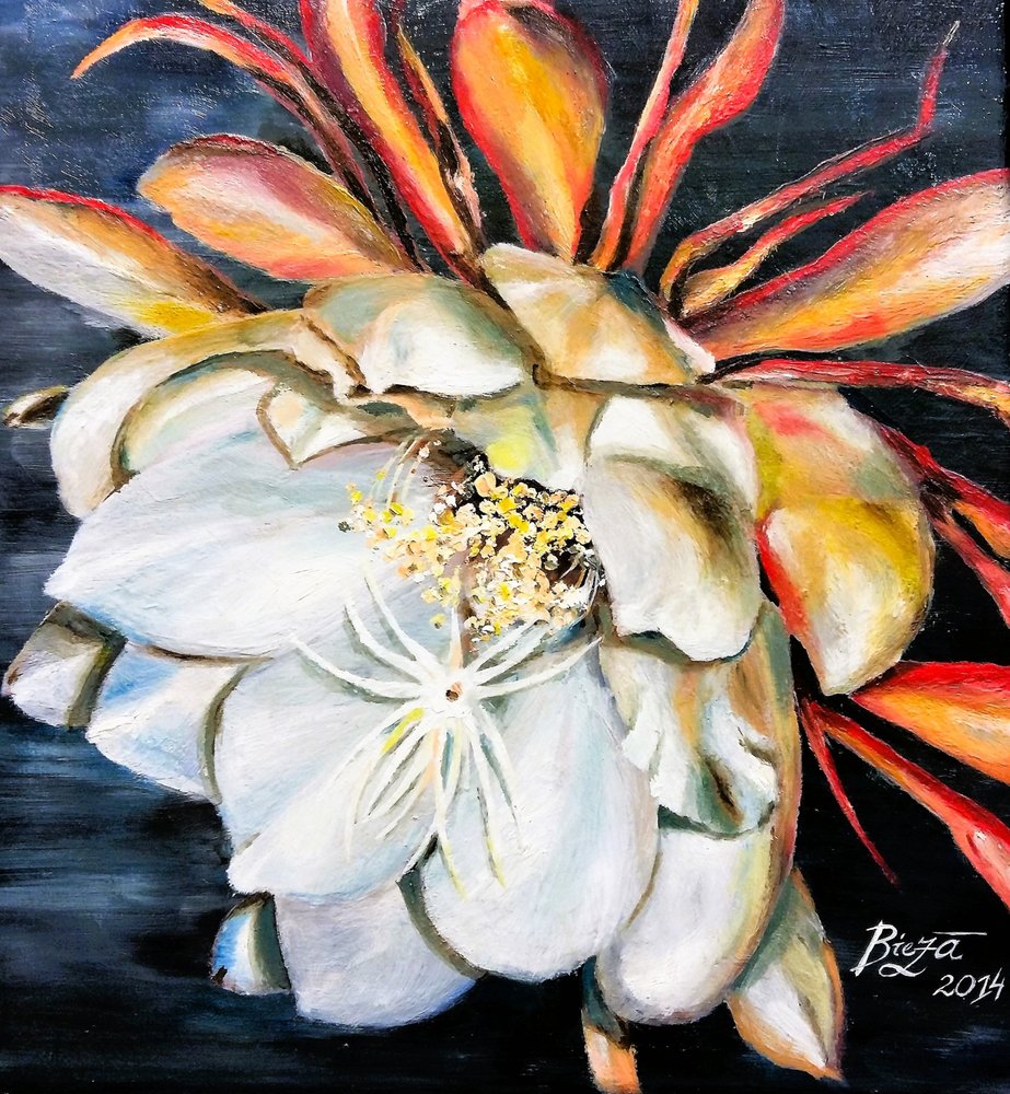 Queen Of The Night Bloom by Anda Bieza