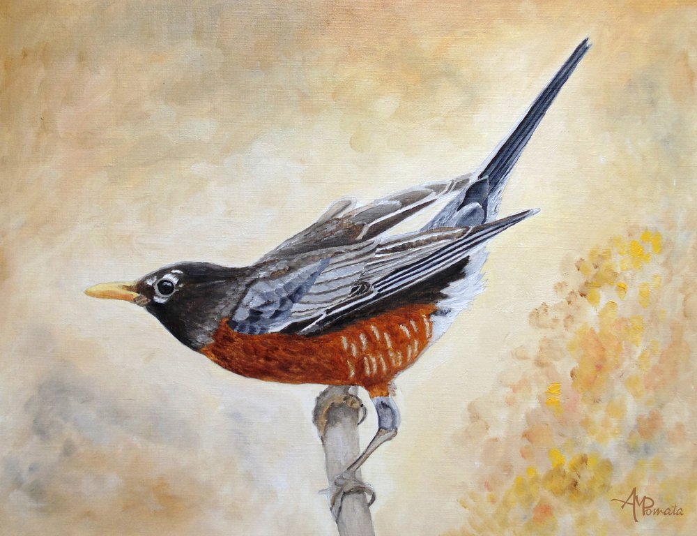 American Robin Perched by Angeles M. Pomata