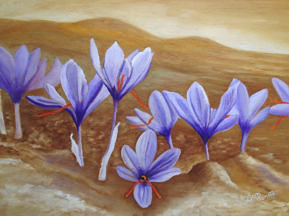 Blooming Saffron Fields by Angeles M. Pomata