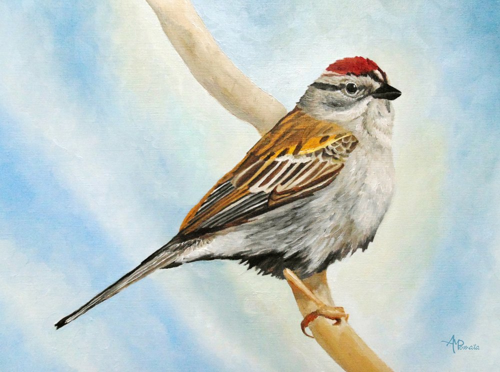 Chipping Sparrow Perched by Angeles M. Pomata