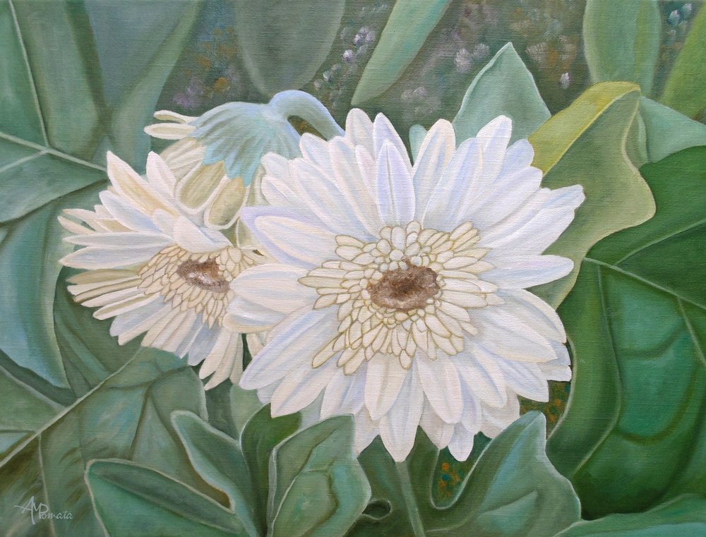 Fresh White Gerbera Blooms by Angeles M. Pomata