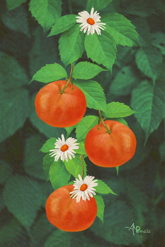 Orange Fruits and Daisies by Angeles M. Pomata