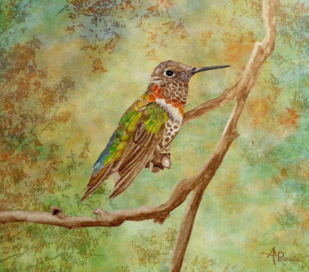 Vibrant Hummingbird Perched by Angeles M. Pomata