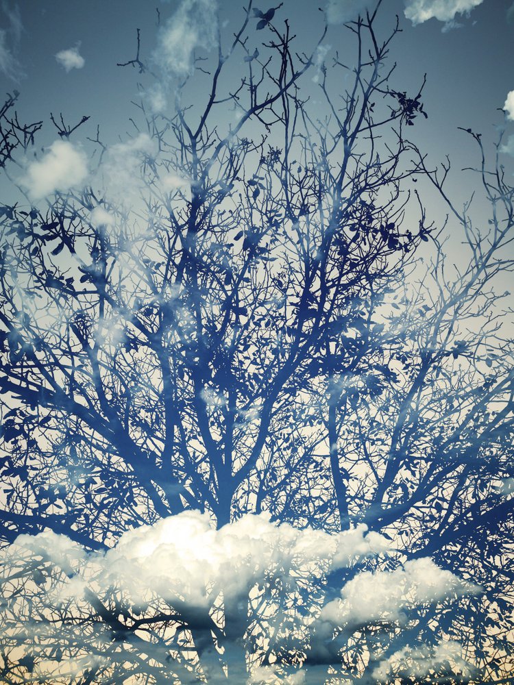 Dreamy Blue Sky Trees by Angelo Cerantola