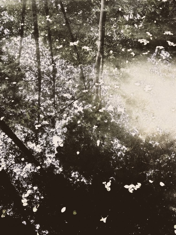 Ethereal Forest Sunlight by Angelo Cerantola