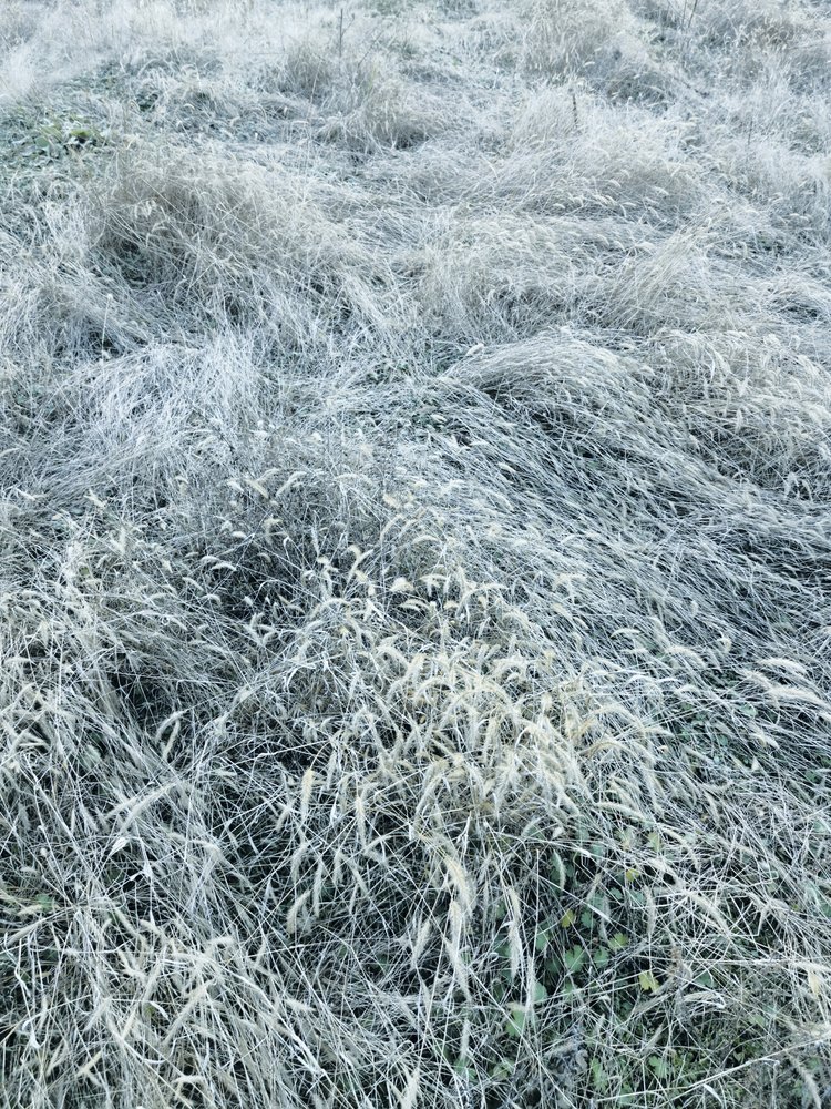 Frosted Winter Grass by Angelo Cerantola