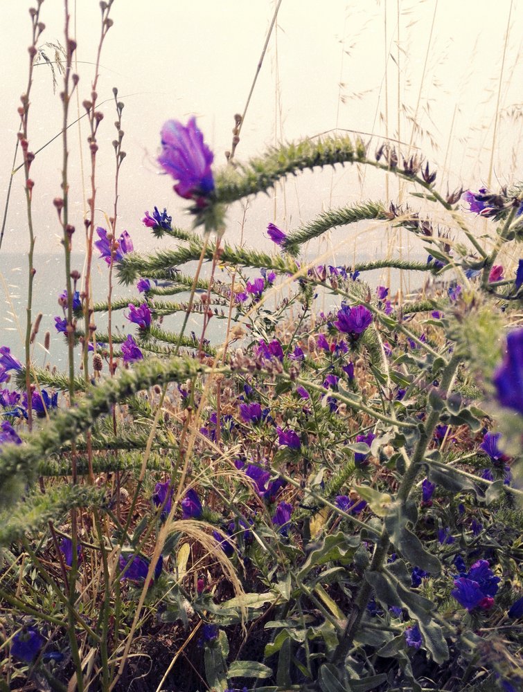 Purple Bloom Over Ocean by Angelo Cerantola