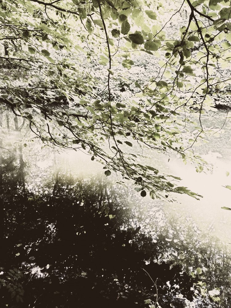 Sunlit Woodland Canopy by Angelo Cerantola