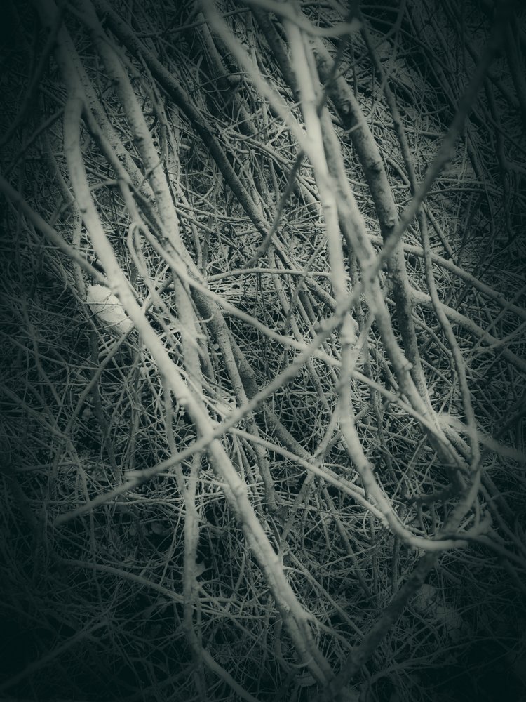 Tangled Winter Branches by Angelo Cerantola