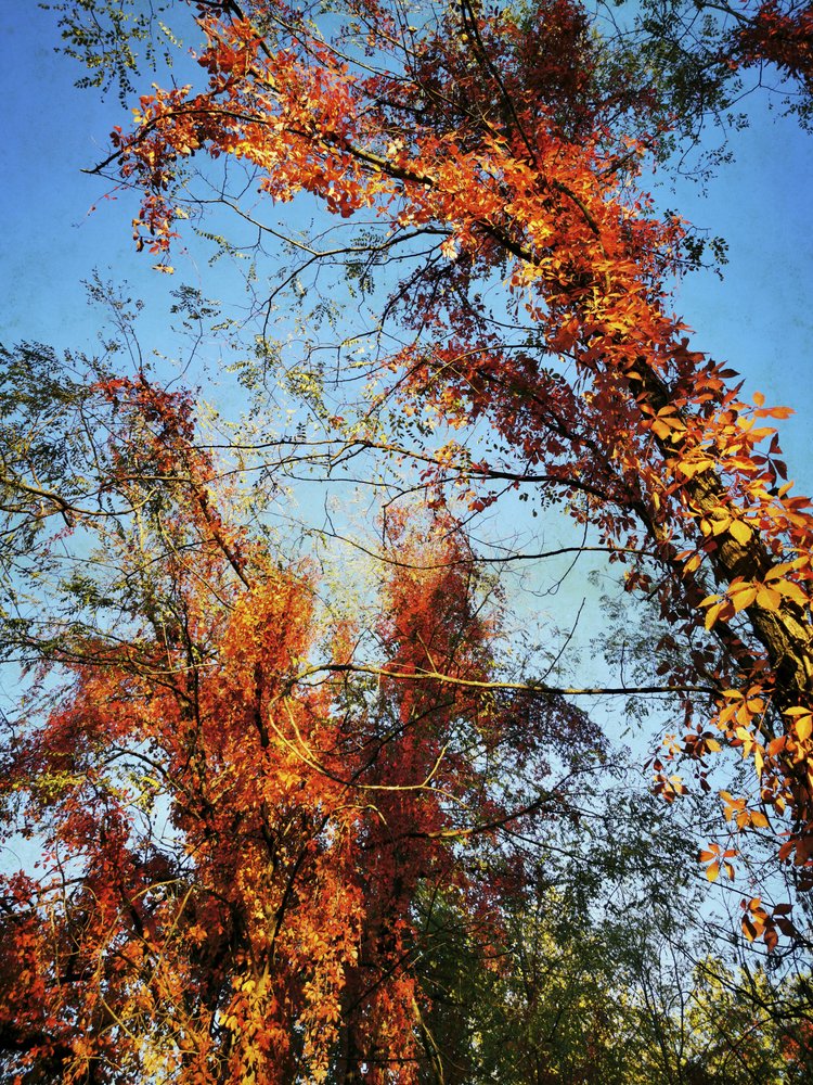 Vibrant Autumn Canopy by Angelo Cerantola
