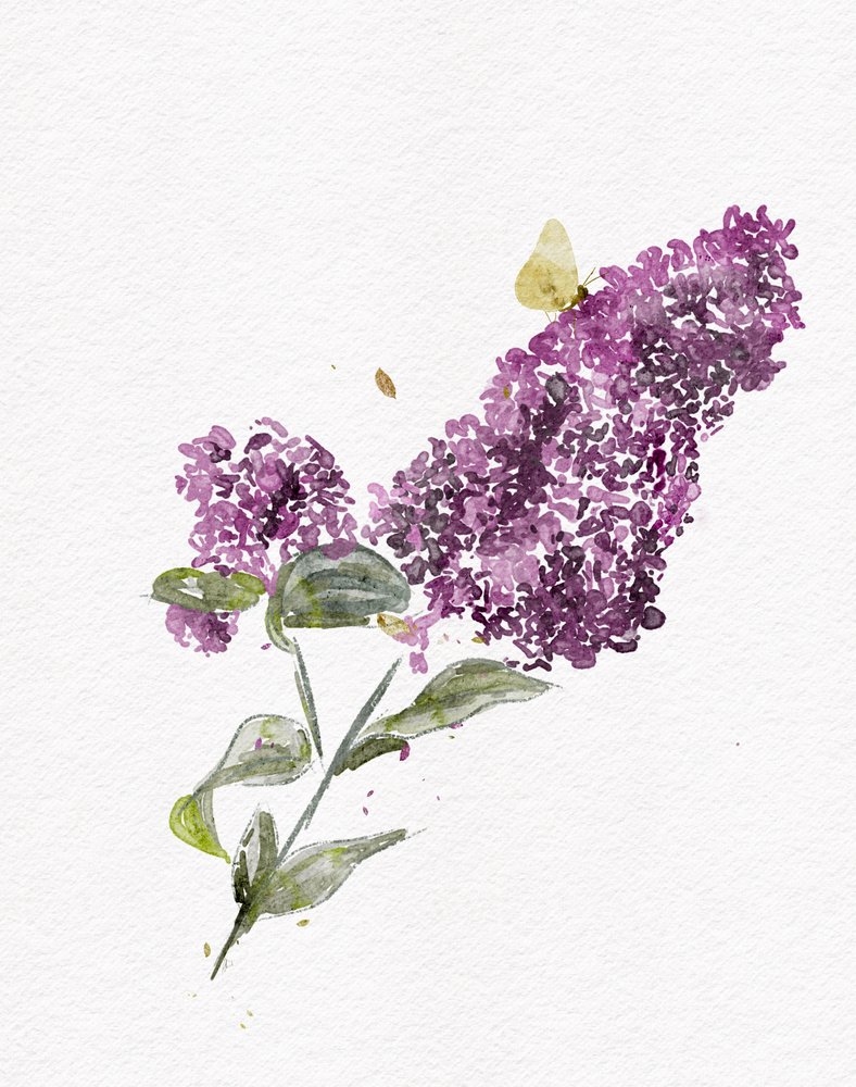 Purple Lilac Butterfly by Ankie Kooi