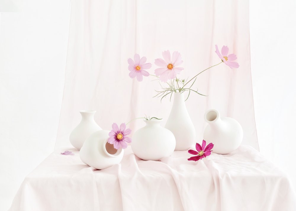 Blush Cosmos Still Life by Anna Qu