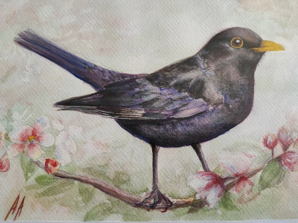 Blackbird and Cherry Blossoms by Annette Armitage