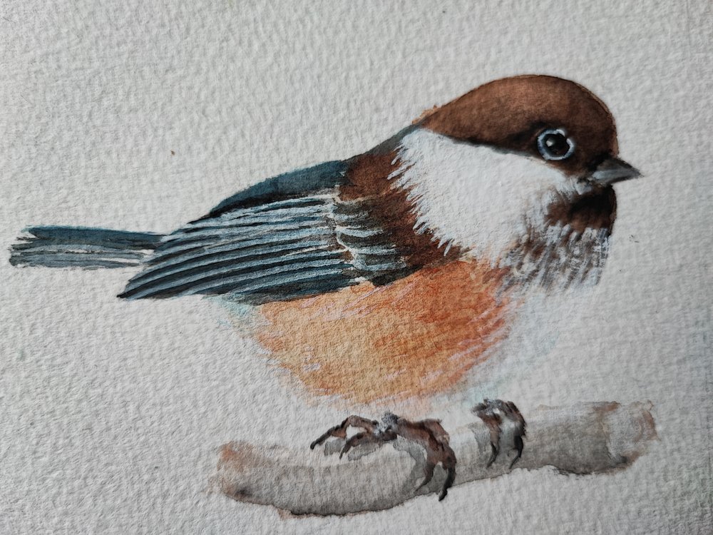 Cute Perched Chickadee by Annette Armitage