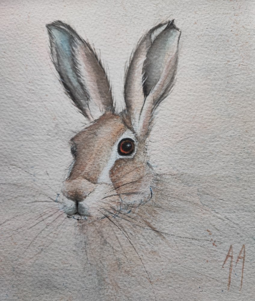 Gentle Hare Portrait by Annette Armitage