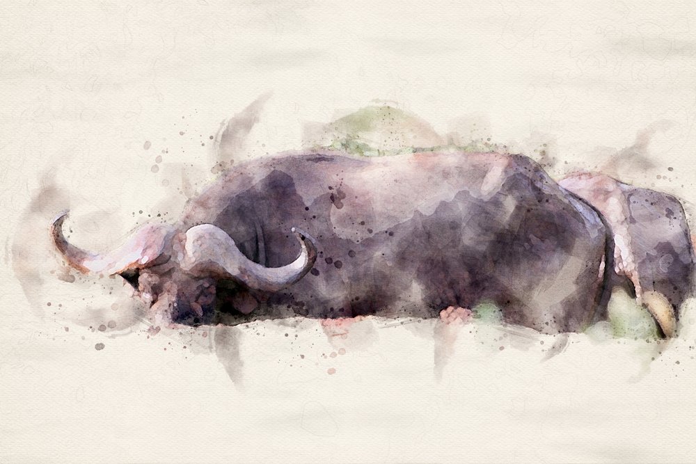 African Buffalo Watercolor by Arno Du Toit