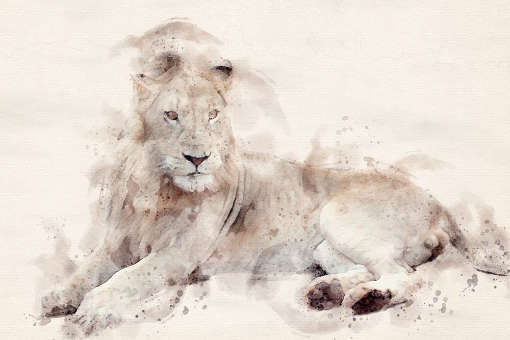 Majestic White Lion Watercolor by Arno Du Toit