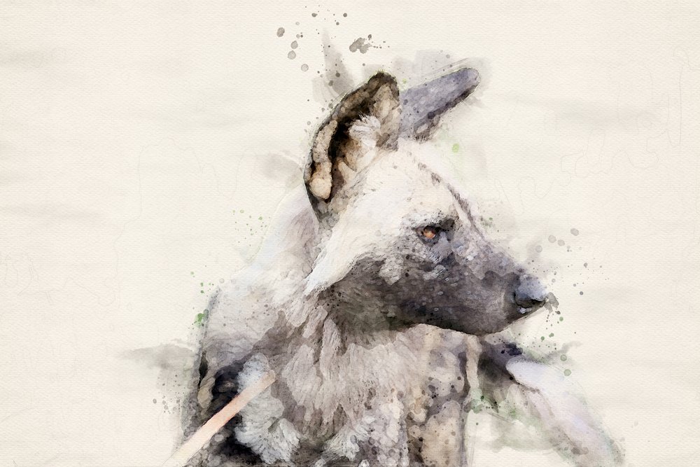 Serene Wild Dog Watercolor by Arno Du Toit