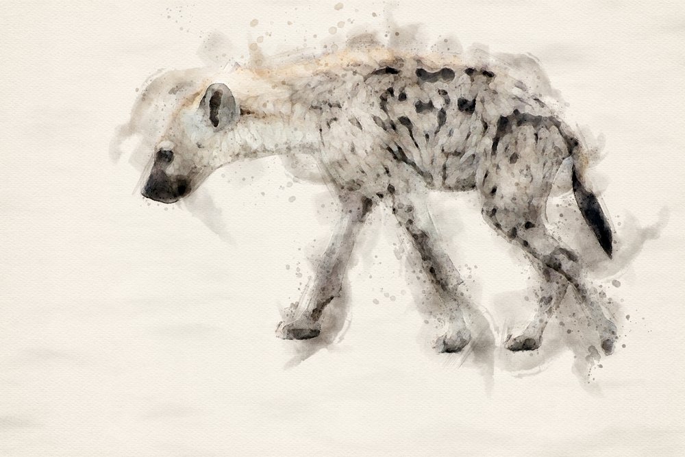 Spotted Hyena Watercolor by Arno Du Toit