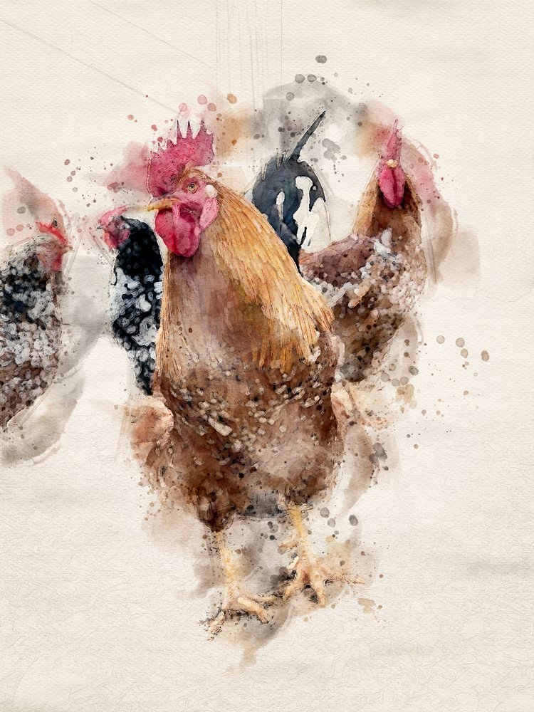 Watercolor Farm Roosters by Arno Du Toit