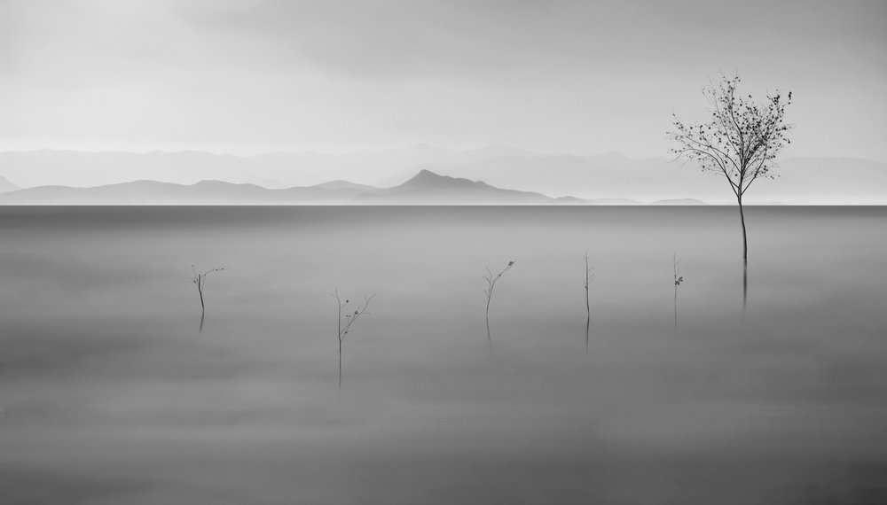 Misty Lake Lone Tree by Asef Azimaie