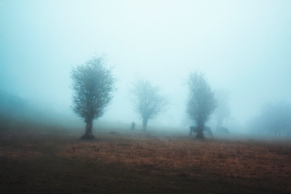 Misty Trees and Horses by Asef Azimaie