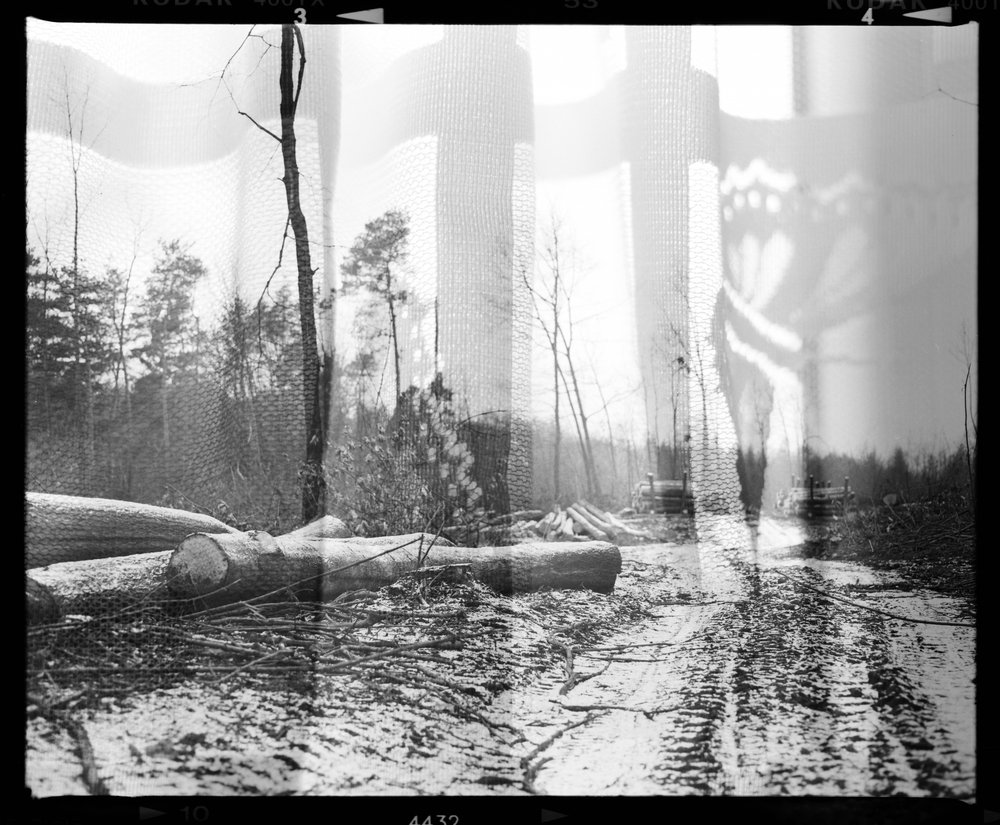 Forest Butterfly Overlay by Beata Brząkalik-Gburek