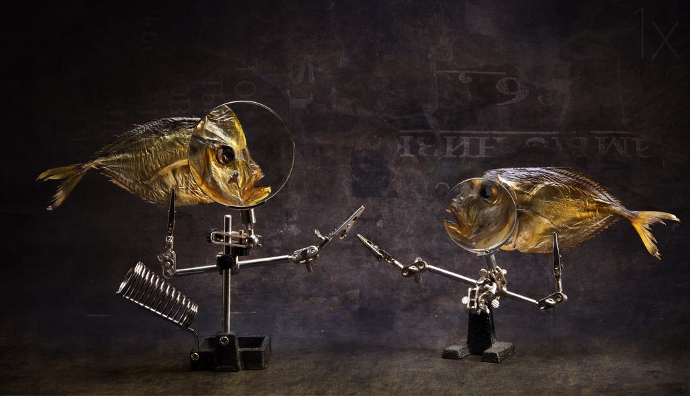 Curious Fish Conversation by Brig Barkow