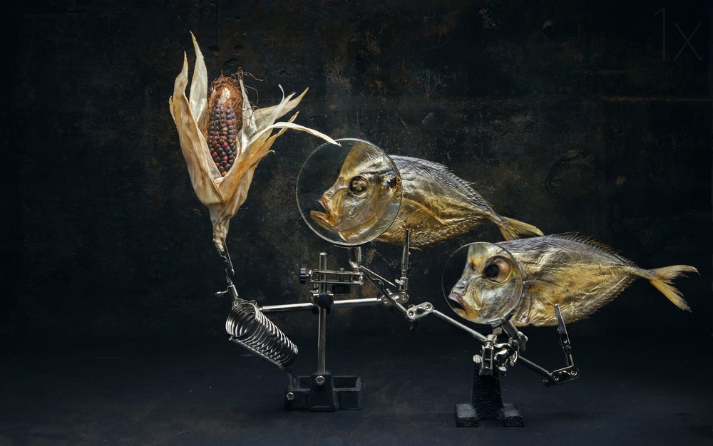 Curious Fish Still Life by Brig Barkow