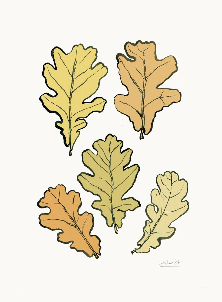 Autumn Oak Leaves by Catalina Somolinos