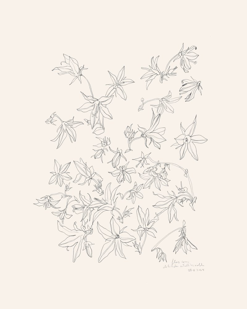 Botanical Flower Study by Catalina Somolinos