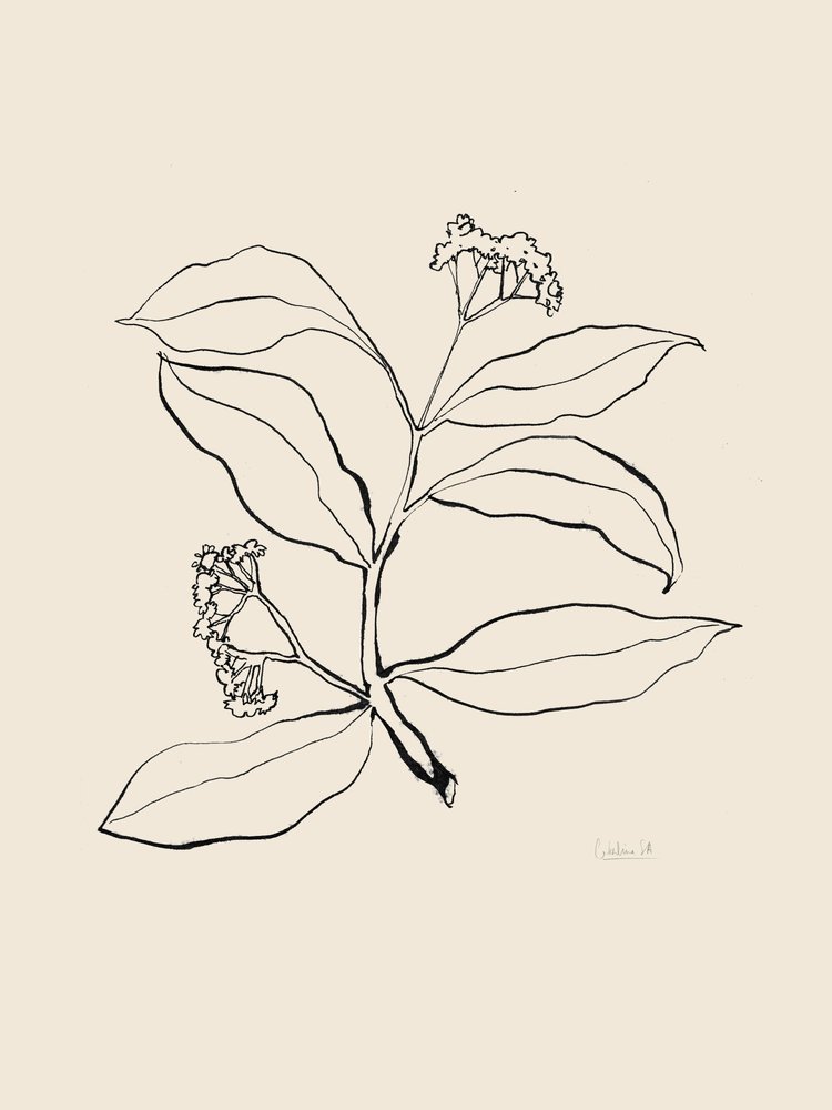 Botanical Line Drawing by Catalina Somolinos