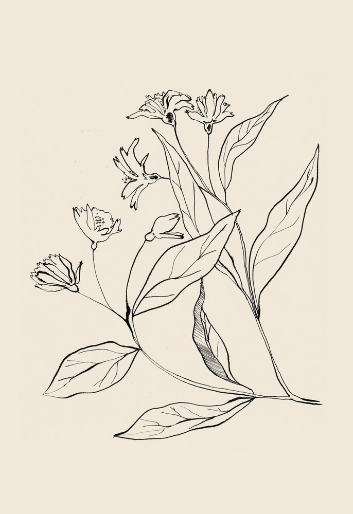 Delicate Botanical Drawing by Catalina Somolinos