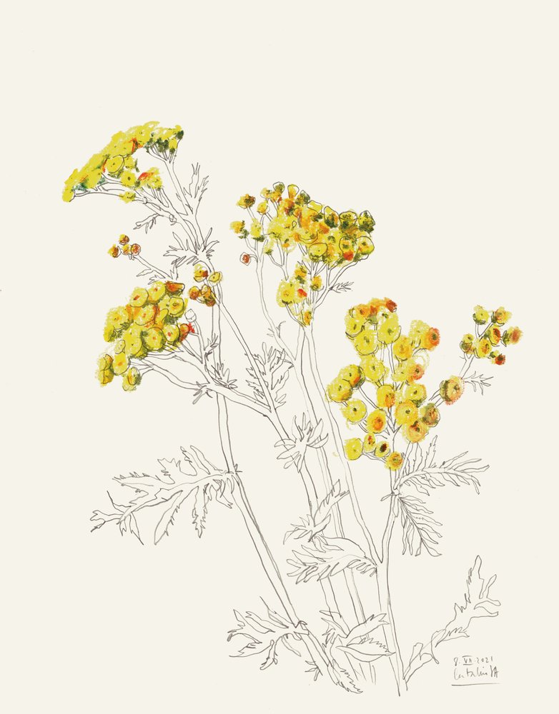 Delicate Yellow Blooms by Catalina Somolinos